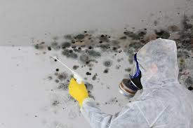 Shasta Lake, CA Mold Removal Company